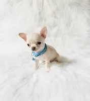 Louie, a male Chihuahua for sale in Sacramento, CA – 5 of 10