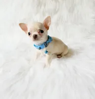 Louie, a male Chihuahua for sale in Sacramento, CA – 9 of 10