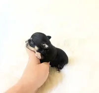 AKC Riley, a female Chihuahua for sale in Sacramento, CA – 2 of 3