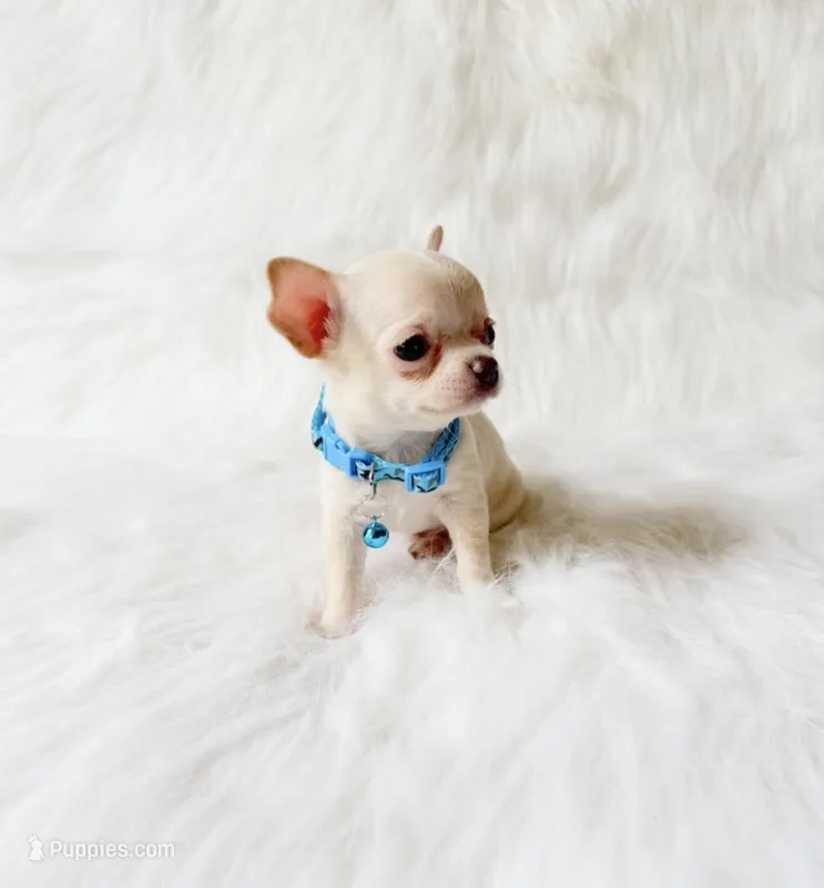 Louie – Chihuahua puppy for sale in Sacramento, CA