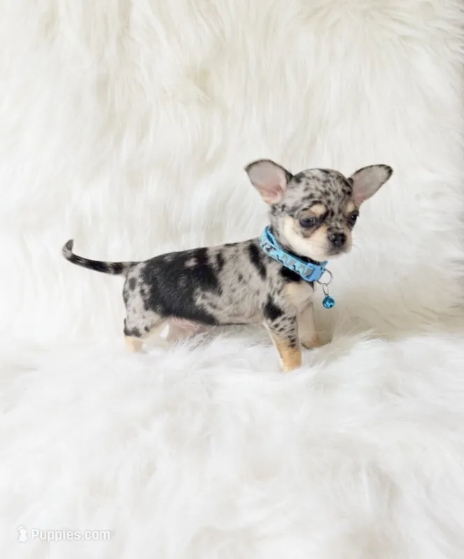Tommy – Chihuahua puppy for sale in Sacramento, CA