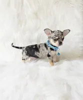 Tommy, a male Chihuahua for sale in Sacramento, CA – 1 of 10