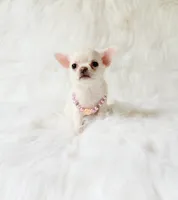 Liam, a male Chihuahua for sale in Sacramento, CA – 6 of 10