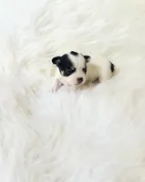 AKC Ladybug, a female Chihuahua for sale in Sacramento, CA – 2 of 5