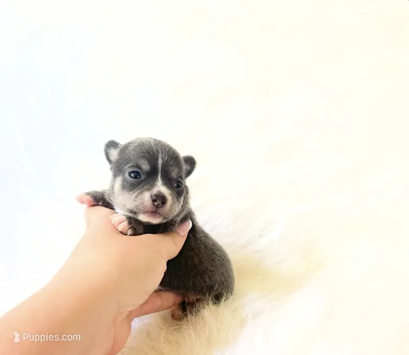 AKC Bluey – Chihuahua puppy for sale in Sacramento, CA