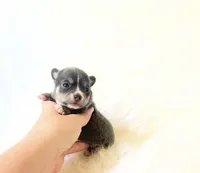 AKC Bluey, a male Chihuahua for sale in Sacramento, CA – 1 of 4