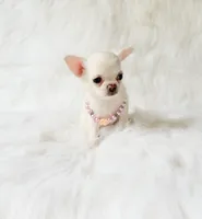 Liam, a male Chihuahua for sale in Sacramento, CA – 5 of 10