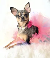 Spice, a female Chihuahua for sale in Sacramento, CA – Photo 3 of 10