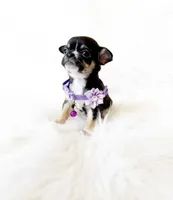 Kitty, a female Chihuahua for sale in Sacramento, CA – Photo 1 of 7