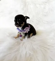 Kitty, a female Chihuahua for sale in Sacramento, CA – Photo 4 of 7