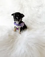 Kitty, a female Chihuahua for sale in Sacramento, CA – Photo 7 of 7