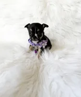 Kitty, a female Chihuahua for sale in Sacramento, CA – Photo 2 of 7