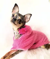 Spice, a female Chihuahua for sale in Sacramento, CA – Photo 8 of 10