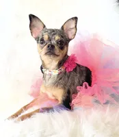 Spice, a female Chihuahua for sale in Sacramento, CA – Photo 5 of 10