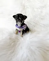 Kitty, a female Chihuahua for sale in Sacramento, CA – Photo 6 of 7