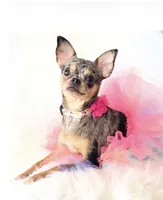 Spice, a female Chihuahua for sale in Sacramento, CA – Photo 1 of 10