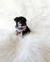 Kitty, a female Chihuahua for sale in Sacramento, CA – Photo 3 of 7