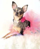 Spice, a female Chihuahua for sale in Sacramento, CA – Photo 2 of 10