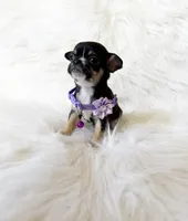 Kitty, a female Chihuahua for sale in Sacramento, CA – Photo 5 of 7