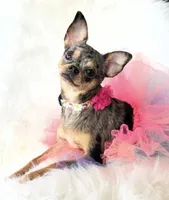 Spice, a female Chihuahua for sale in Sacramento, CA – Photo 6 of 10