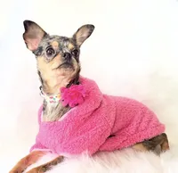 Spice, a female Chihuahua for sale in Sacramento, CA – Photo 10 of 10