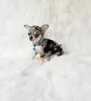 Tommy, a male Chihuahua for sale in Sacramento, CA – 5 of 10