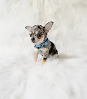 Tommy, a male Chihuahua for sale in Sacramento, CA – 10 of 10