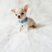Louie, a male Chihuahua for sale in Sacramento, CA – 6 of 10