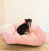 Ranger, a female Chihuahua for sale in Sacramento, CA – Photo 6 of 6