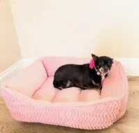 Ranger, a female Chihuahua for sale in Sacramento, CA – Photo 4 of 6