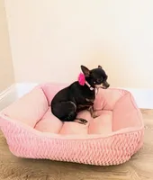 Ranger, a female Chihuahua for sale in Sacramento, CA – Photo 2 of 6