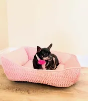 Ranger, a female Chihuahua for sale in Sacramento, CA – Photo 3 of 6