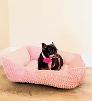 Ranger, a female Chihuahua for sale in Sacramento, CA – Photo 1 of 6