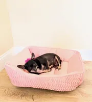 Ranger, a female Chihuahua for sale in Sacramento, CA – Photo 5 of 6