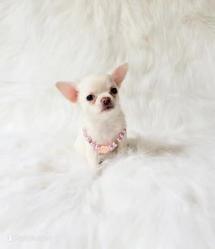 Liam – Chihuahua puppy for sale in Sacramento, CA