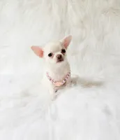 Liam, a male Chihuahua for sale in Sacramento, CA – 2 of 10