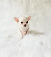 Liam, a male Chihuahua for sale in Sacramento, CA – 10 of 10