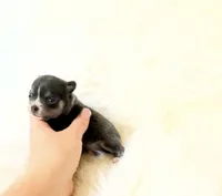 AKC Bluey, a male Chihuahua for sale in Sacramento, CA – 4 of 4