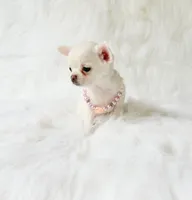 Liam, a male Chihuahua for sale in Sacramento, CA – 8 of 10
