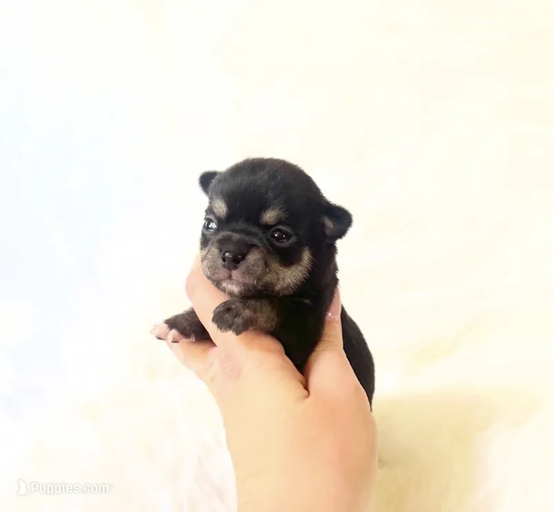 AKC Austin – Chihuahua puppy for sale in Sacramento, CA