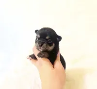 AKC Austin, a male Chihuahua for sale in Sacramento, CA – 1 of 3