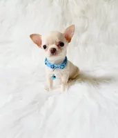 Louie, a male Chihuahua for sale in Sacramento, CA – 7 of 10