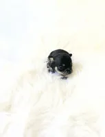 Tiny AKC Zack, a male Chihuahua for sale in Sacramento, CA – 2 of 3