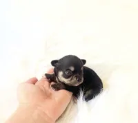 AKC Austin, a male Chihuahua for sale in Sacramento, CA – 3 of 3