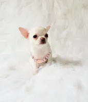 Liam, a male Chihuahua for sale in Sacramento, CA – 3 of 10