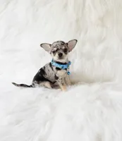 Tommy, a male Chihuahua for sale in Sacramento, CA – 3 of 10