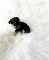 Maxwell, a male Chihuahua for sale in Sacramento, CA – Photo 3 of 5