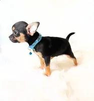 Maxwell, a male Chihuahua for sale in Sacramento, CA – Photo 4 of 5