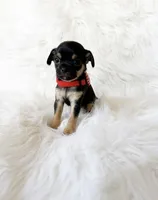 Maxwell, a male Chihuahua for sale in Sacramento, CA – Photo 5 of 5