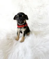 Maxwell, a male Chihuahua for sale in Sacramento, CA – Photo 2 of 5